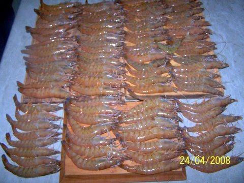 Prawns